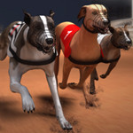 Experience the Thrill of Greyhound Racing and Win Big at Maky.club